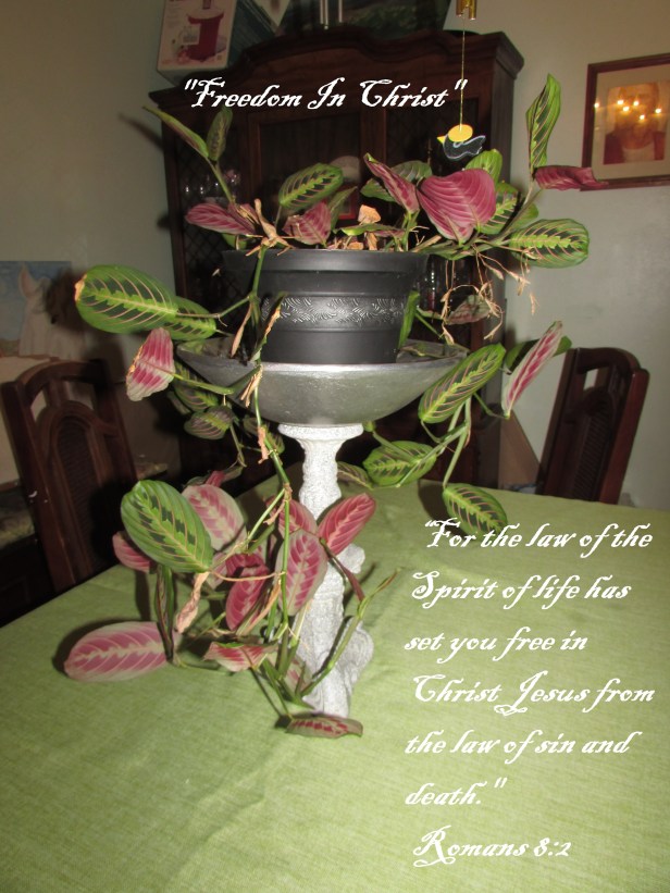 © Photo Artist Susan Ruth Robertson 09002500100 005 - Copy.JPG