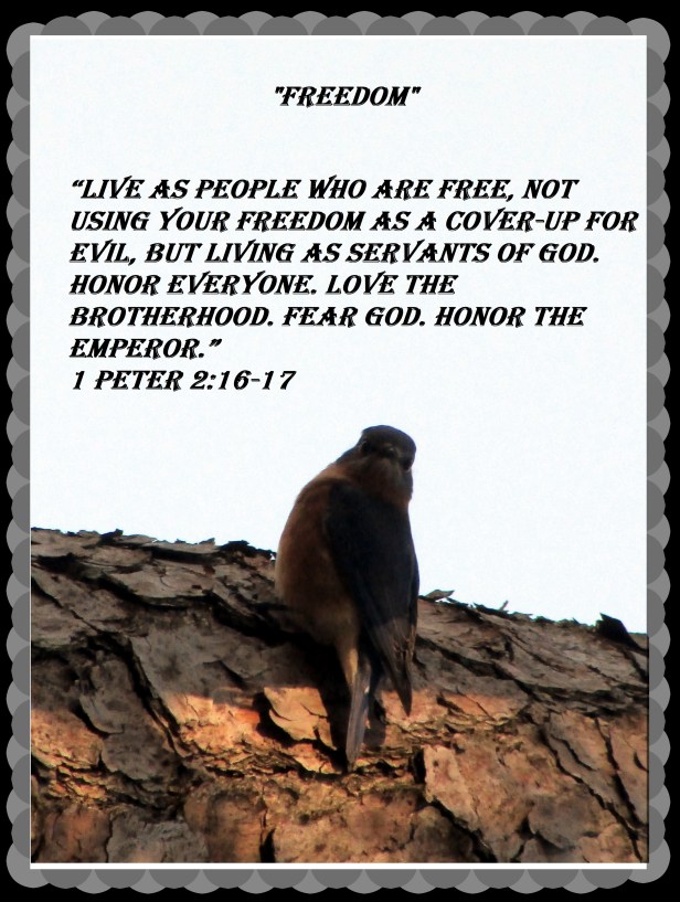 © Photo Artist Susan Ruth Robertson 090025006100 008 - Copy.JPG