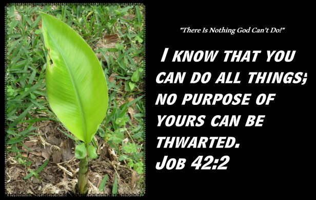 © Photo Artist Susan Ruth Robertson 090025006100 SX 400 IS 023 - Copy.JPG