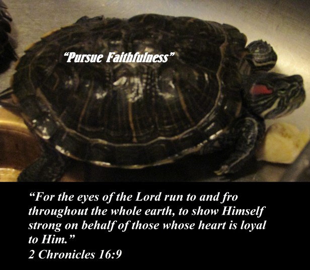 © Photo Artist Susan Ruth Robertson 090025006100 SX 400 IS (33) - Copy.JPG