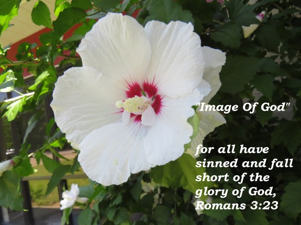 © Photo Artist Susan Ruth Robertson 090025006100 SX540HS 0 015 - Copy.JPG