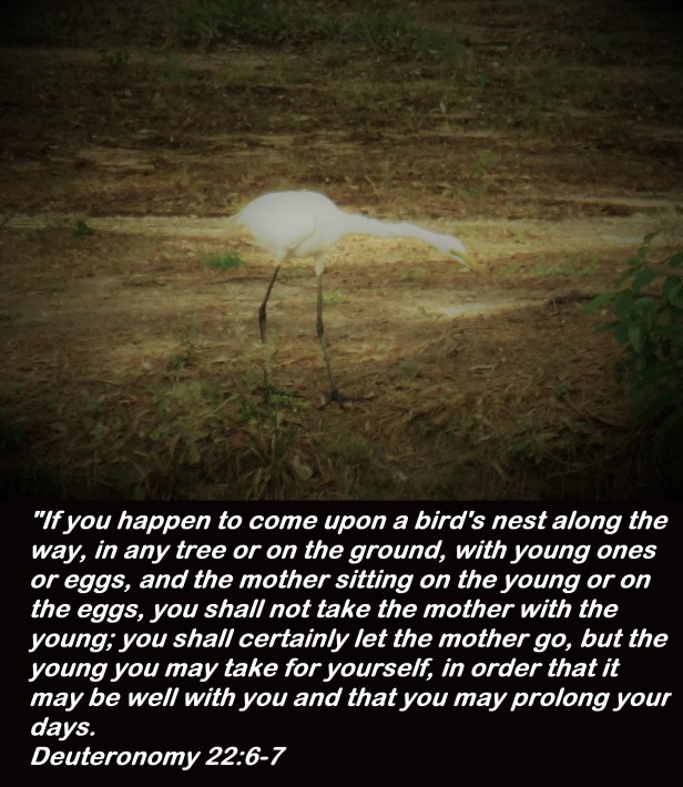 © Photo Artist Susan Ruth Robertson 090025006100 SX540HS 0 020 - Copy.JPG