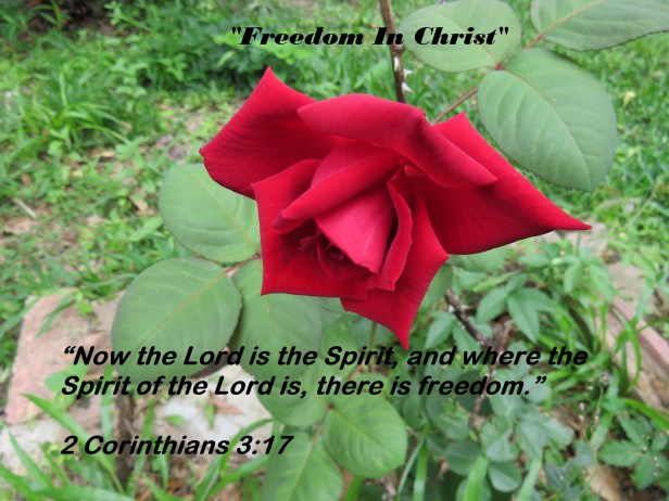 © Photo Artist Susan Ruth Robertson 090025006100 SX540HS 005 - Copy.JPG