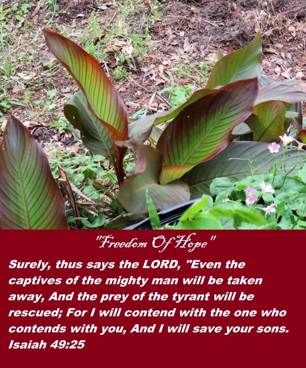 © Photo Artist Susan Ruth Robertson 090025006100 SX540HS 013 - Copy.JPG