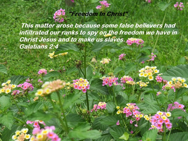 © Photo Artist Susan Ruth Robertson 090025006100 SX540HS 014 - Copy.JPG