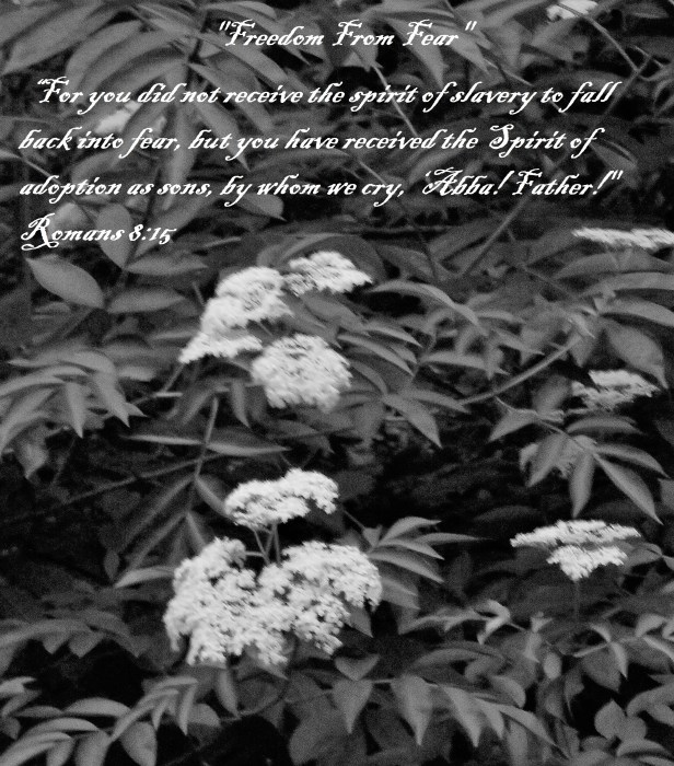 © Photo Artist Susan Ruth Robertson 090025006100 SX540HS 015 - Copy.JPG