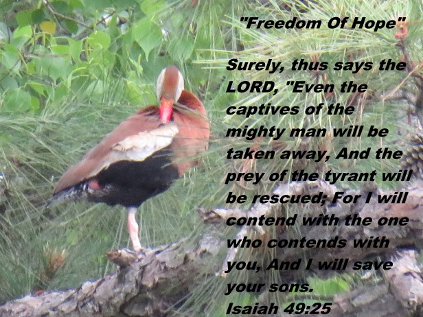 © Photo Artist Susan Ruth Robertson 090025006100 SX540HS 018 - Copy (2).JPG
