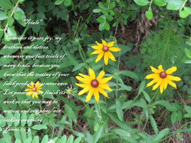 © Photo Artist Susan Ruth Robertson 090025006100 SX540HS 018 - Copy.JPG