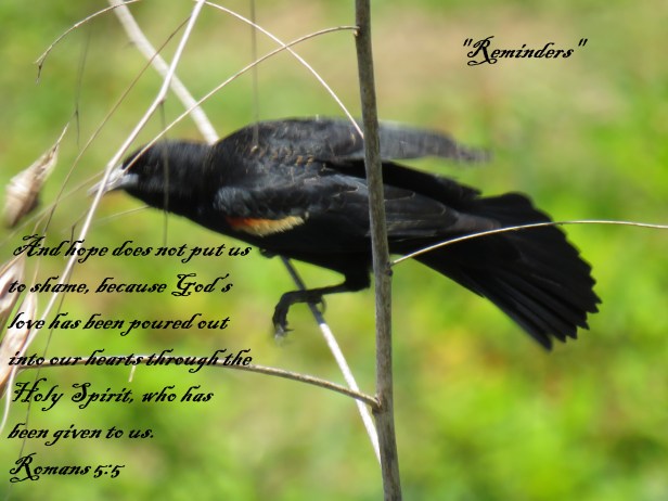 © Photo Artist Susan Ruth Robertson 090025006100 SX540HS 021.JPG