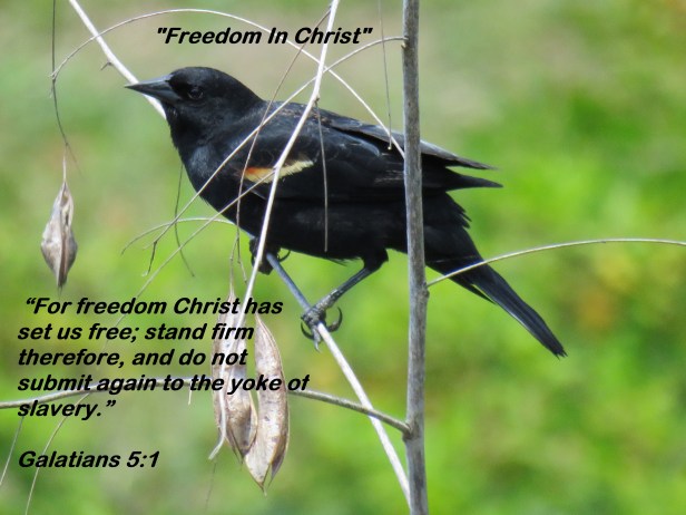 © Photo Artist Susan Ruth Robertson 090025006100 SX540HS 027 - Copy.JPG