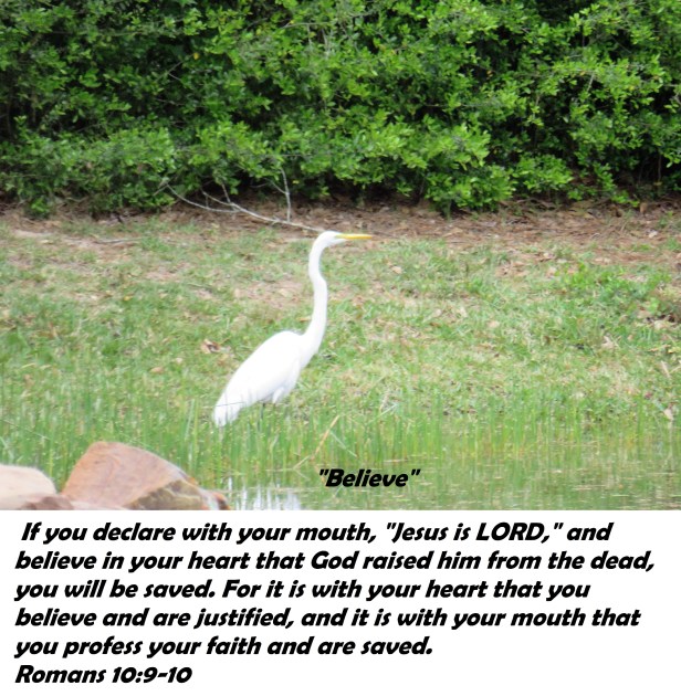 © Photo Artist Susan Ruth Robertson 090025006100 SX540HS 033