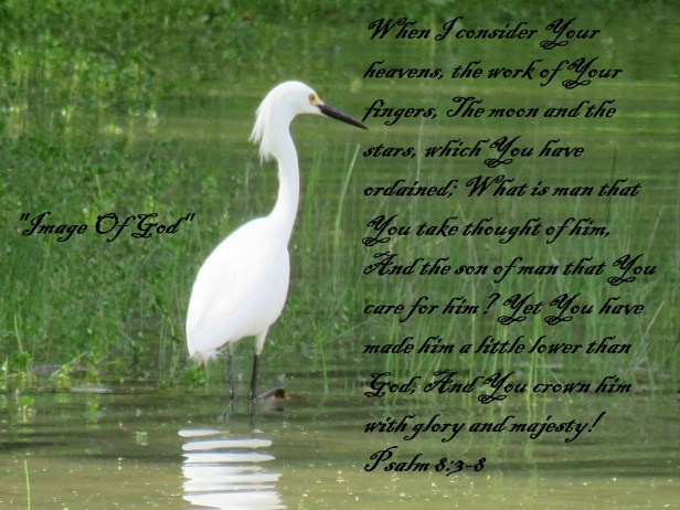 © Photo Artist Susan Ruth Robertson 090025006100 SX540HS 037 - Copy.JPG