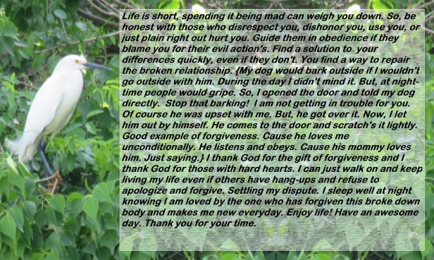 © Photo Artist Susan Ruth Robertson 090025006100 SX540HS 054 - Copy.JPG