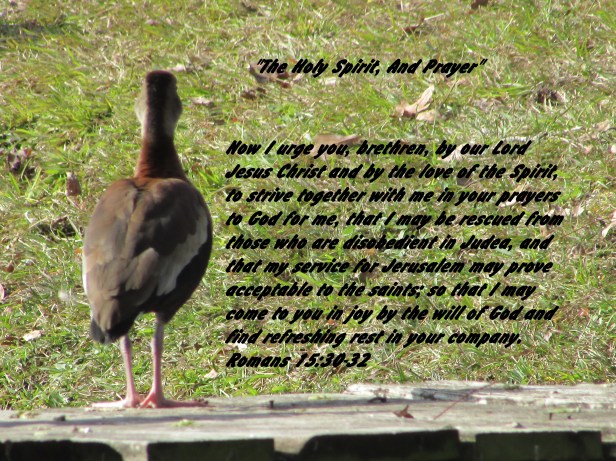 © Photo Artist Susan Ruth Robertson 090025006100 076 - Copy.JPG