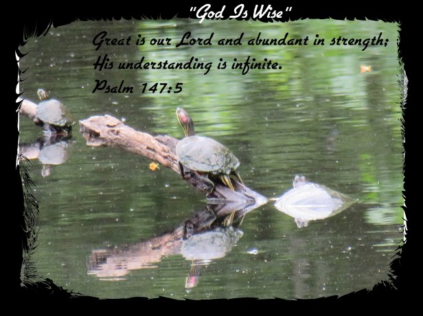 © Photo Artist Susan Ruth Robertson 090025006100 SX 400 IS 058 - Copy.JPG