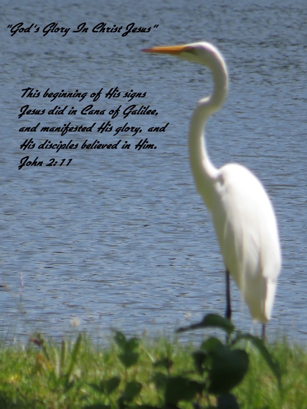 © Photo Artist Susan Ruth Robertson 090025006100 SX 400 IS (122) - Copy.JPG