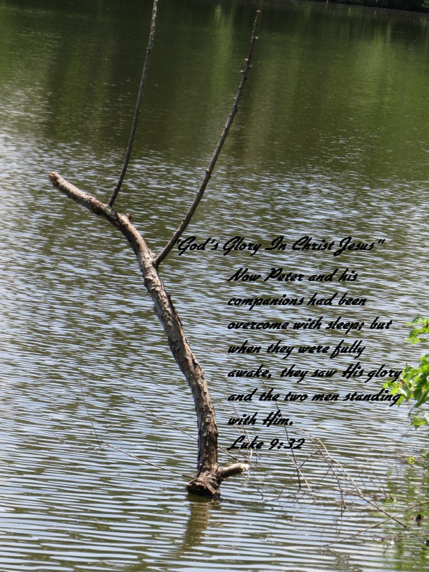 © Photo Artist Susan Ruth Robertson 090025006100 SX 400 IS (131) - Copy.JPG