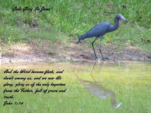 © Photo Artist Susan Ruth Robertson 090025006100 SX 400 IS (136) - Copy.JPG