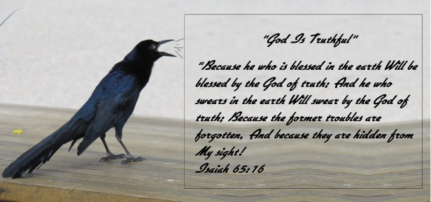 © Photo Artist Susan Ruth Robertson 090025006100 SX 400 IS ( (38) - Copy.JPG