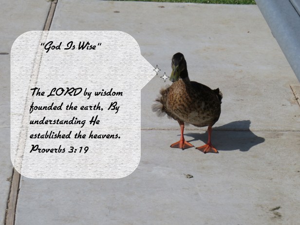 © Photo Artist Susan Ruth Robertson 090025006100 SX 540 HS  (38) - Copy.JPG