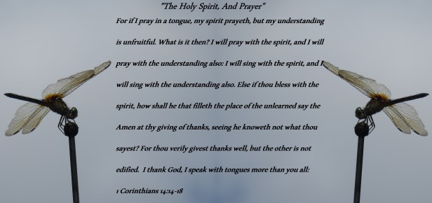 © Photo Artist Susan Ruth Robertson 090025006100 SX 540 HS  (4) - Copy.JPG