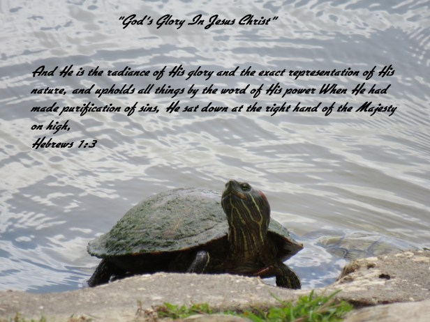 © Photo Artist Susan Ruth Robertson 090025006100 SX 540 HS (67) - Copy.JPG