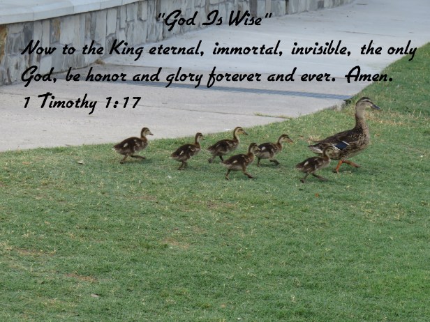 © Photo Artist Susan Ruth Robertson 090025006100 SX 540 HS  (76) - Copy.JPG