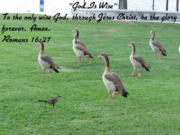 © Photo Artist Susan Ruth Robertson 090025006100 SX 540 HS  (84) - Copy.JPG