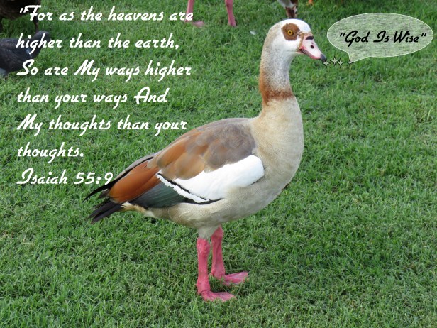 © Photo Artist Susan Ruth Robertson 090025006100 SX 540 HS  (87) - Copy.JPG