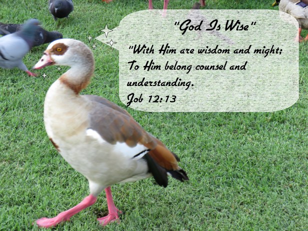 © Photo Artist Susan Ruth Robertson 090025006100 SX 540 HS  (91) - Copy.JPG