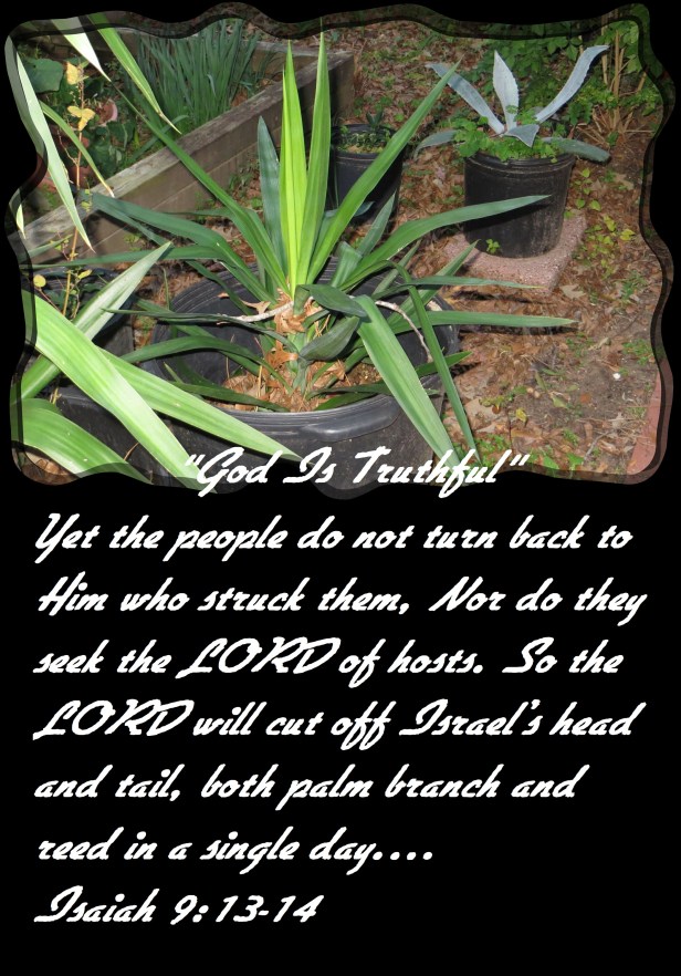 Photo Artist Susan Robertson (26) - Copy.JPG