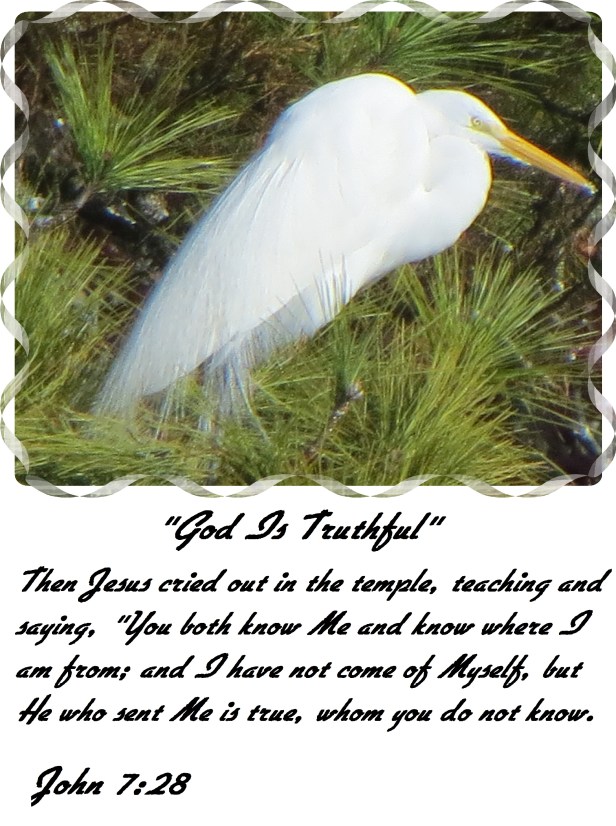 Photo Artist Susan Robertson (51) - Copy.JPG