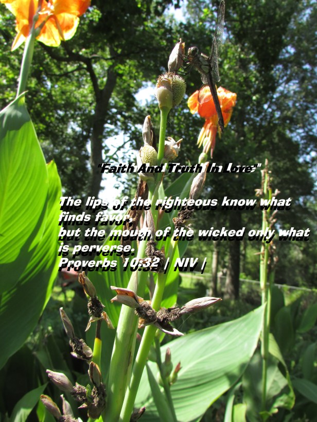 © Photo Artist Susan Ruth Robertson 090025006100 SX 400 IS (15) - Copy.JPG
