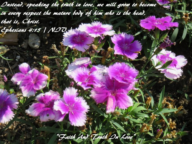 © Photo Artist Susan Ruth Robertson 090025006100 SX 400 IS (66) - Copy.JPG