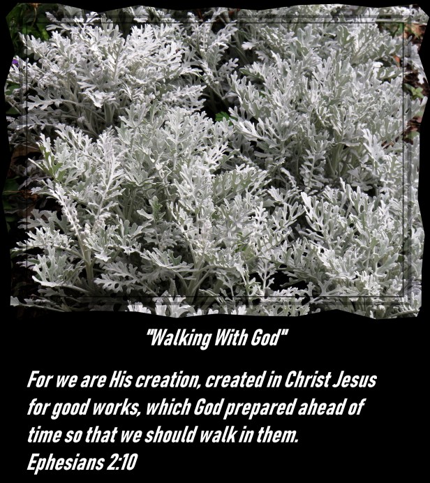 © Photo Artist Susan Ruth Robertson 090025006100 SX 540 HS 084 - Copy (2).JPG