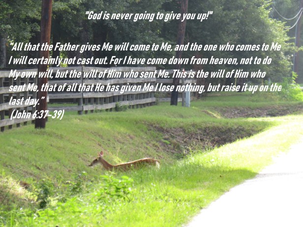 © Photo Artist Susan Ruth Robertson 090025006100 SX 540 HS   (82) - Copy.JPG