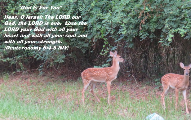 © Photo Artist Susan Ruth Robertson 090025006100 SX 400 IS  (6) - Copy.JPG