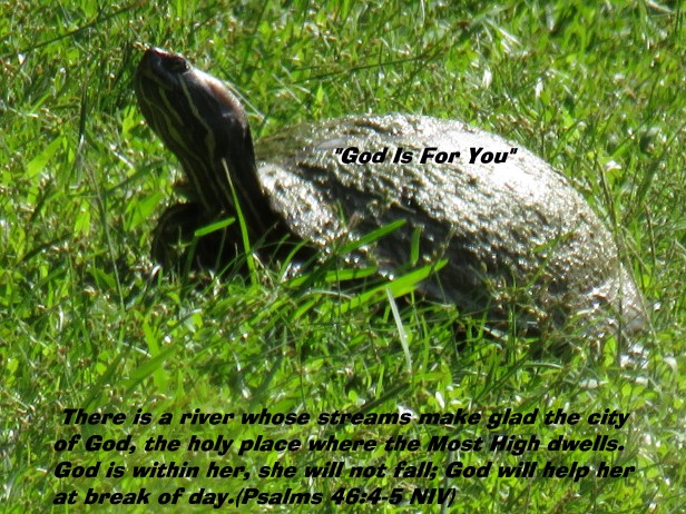 © Photo Artist Susan Ruth Robertson 090025006100 SX 400 IS (7).JPG