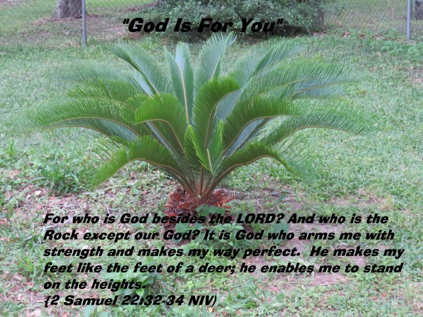 © Photo Artist Susan Ruth Robertson 090025006100 SX 400 IS (72).JPG