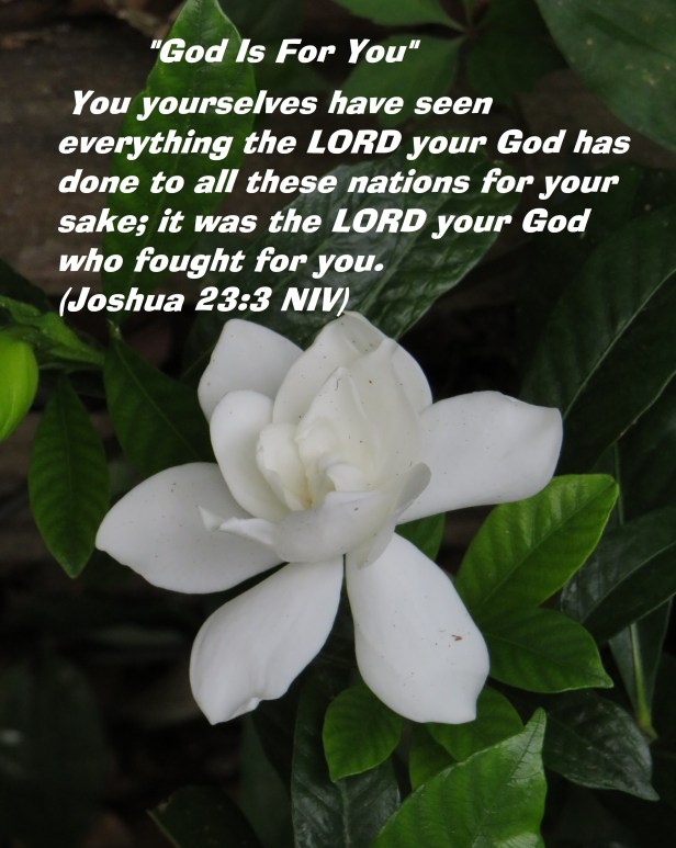 © Photo Artist Susan Ruth Robertson 090025006100 SX 400 IS (77).JPG