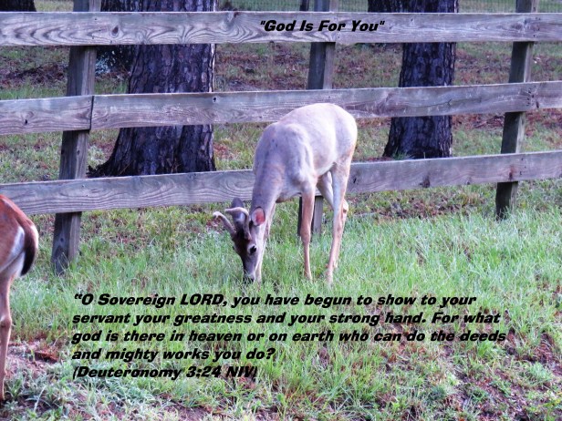 © Photo Artist Susan Ruth Robertson 090025006100 SX 400 IS (78) - Copy.JPG
