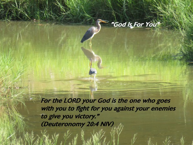 © Photo Artist Susan Ruth Robertson 090025006100 SX540HS 0 020 - Copy.JPG