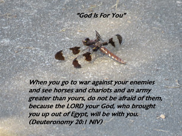 © Photo Artist Susan Ruth Robertson 090025006100 SX540HS 0 026 - Copy.JPG