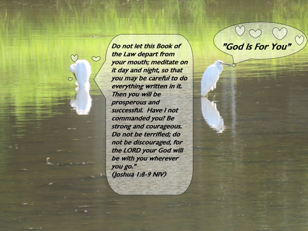 © Photo Artist Susan Ruth Robertson 090025006100 SX540HS 0 029 - Copy.JPG