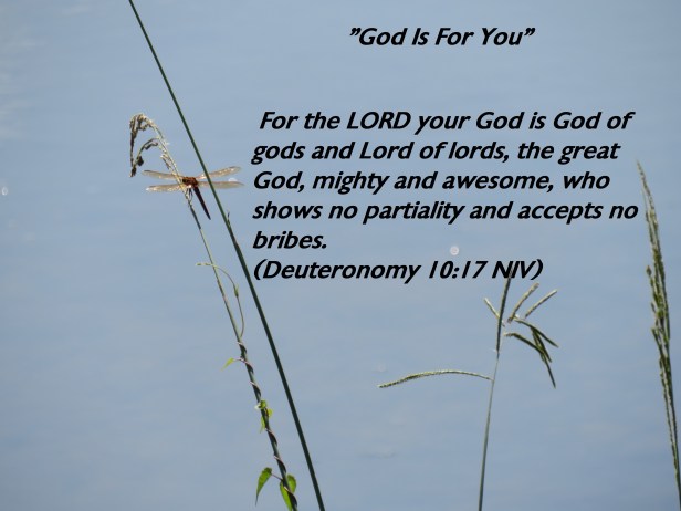 © Photo Artist Susan Ruth Robertson 090025006100 SX540HS 0 034 - Copy.JPG