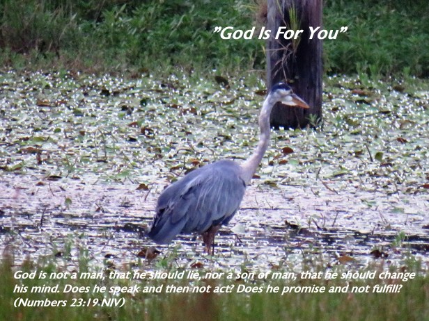 © Photo Artist Susan Ruth Robertson 090025006100 SX540HS 030 - Copy.JPG