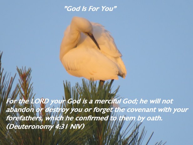 © Photo Artist Susan Ruth Robertson 090025006100 SX540HS 045 - Copy.JPG