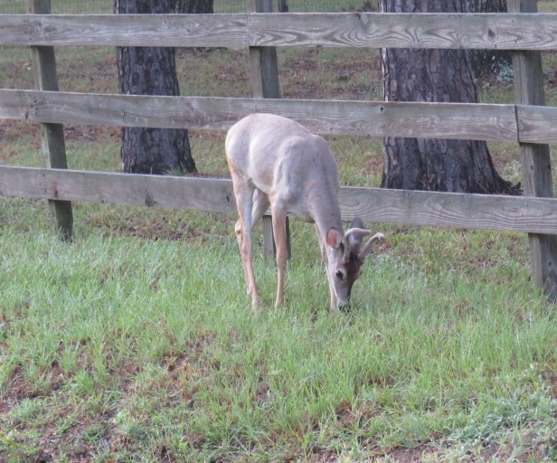 © Photo Artist Susan Ruth Robertson 090025006100 SX540HS 080.JPG