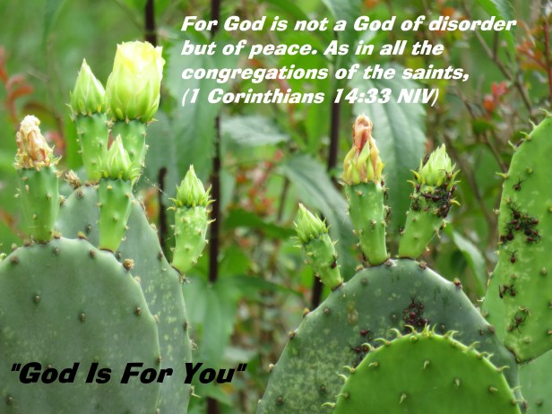 © Photo Artist Susan Ruth Robertson 090025006100 SX 400 IS (4) - Copy.JPG