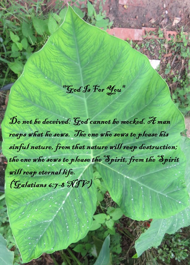 © Photo Artist Susan Ruth Robertson 090025006100 SX540HS 013.JPG